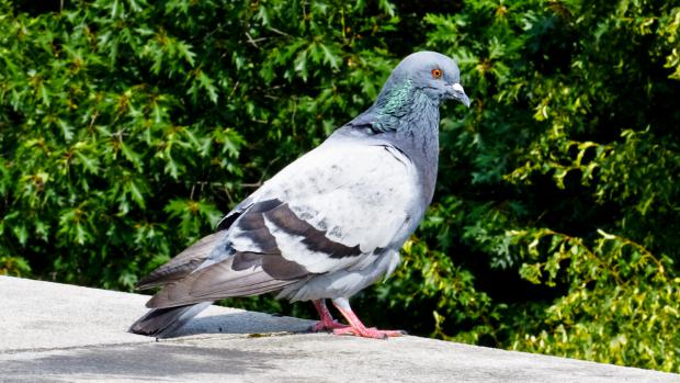 Městská část Brno-Vinohrady žádá občany, nekrmte holuby